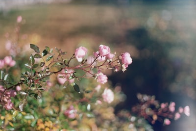 粉红色花瓣的花